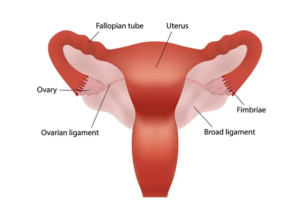 Реалістична ілюстрація жіночої репродуктивної системи людини з описом органів на білому тлі — стоковий вектор