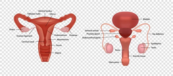 Реалістичні ілюстрації чоловічого та жіночого репродуктивних систем людини з описом органів ізольовані на прозорому фоні — стоковий вектор