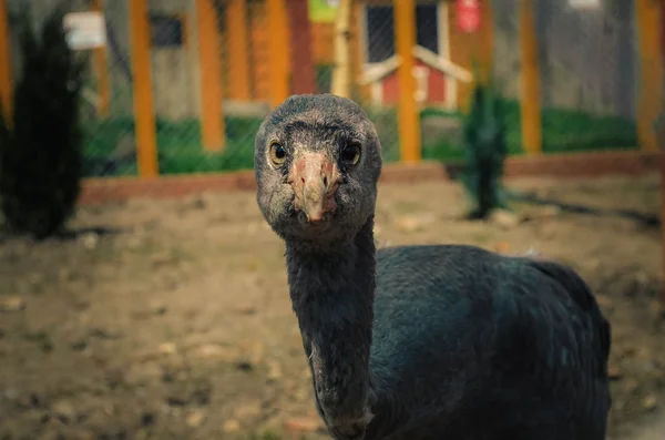 Bird looking into the camera — Stock Photo, Image