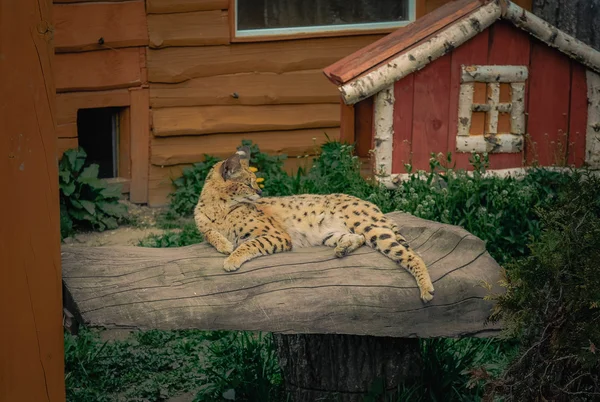 Сервал, лежащий на бревне — стоковое фото