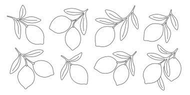 Yapraklı limonlar, basit ana hatlarıyla çizilmiş. Kenarlıklar, ambalaj tasarımları veya dipsiz narenciye temalı görsel içerik için ideal.