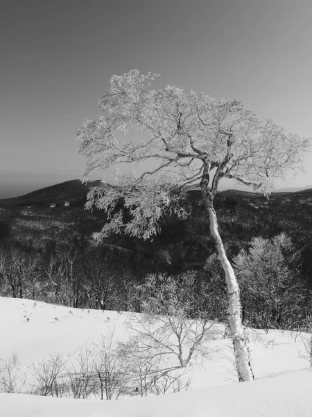 Árbol Abedul Único Cubierto Escarcha —  Fotos de Stock