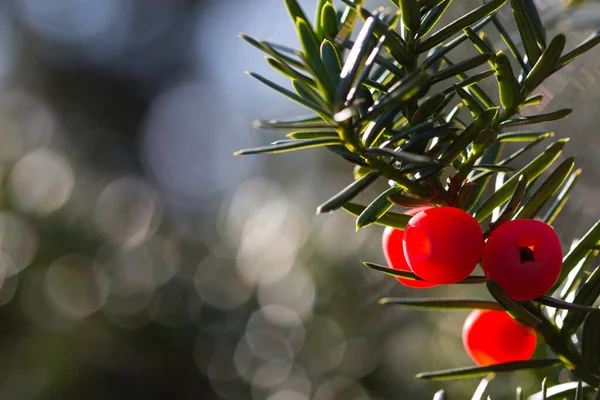 Bright Red Yew Berries — Stock Photo, Image