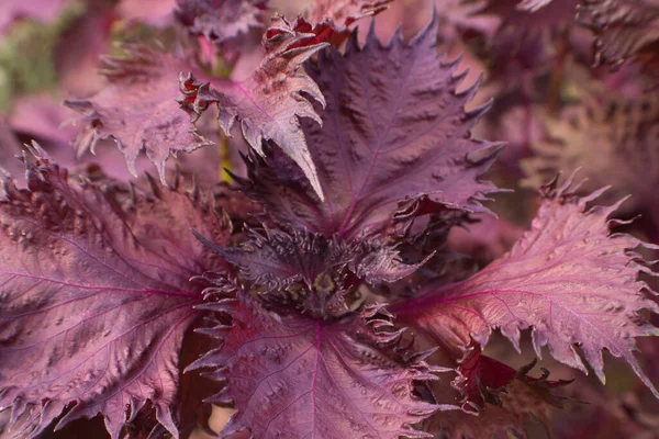 屋外で成長している植物に赤いシソの葉の終わり ロイヤリティフリーのストック写真