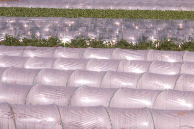 Plastic tunnels in vegetable field glisten in sunlight clipart