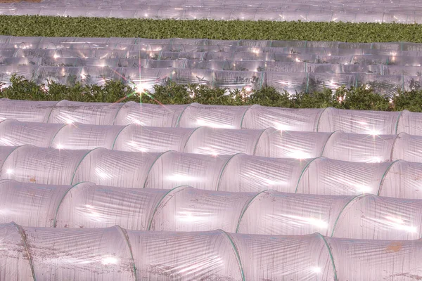 野菜畑のプラスチックトンネル太陽の光で光る ストック画像