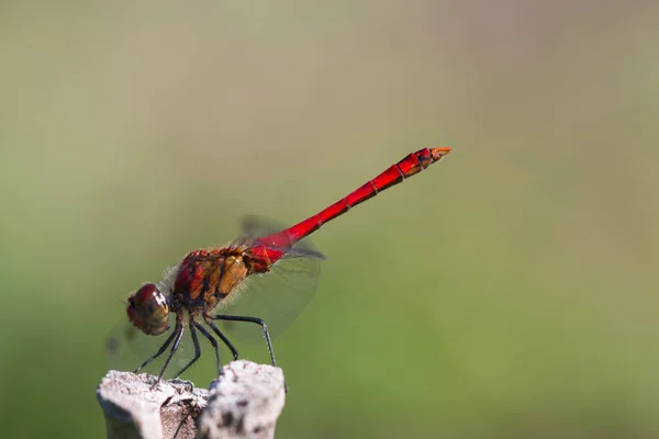 Een Felrode Libelle Die Bovenop Een Tuinriet Zit Wazig Groene — Stockfoto