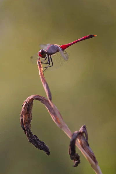 Kızıl Bir Yusufçuk Ölü Bir Çiçek Bitkisinin Ucunda Duruyor Bulanık — Stok fotoğraf