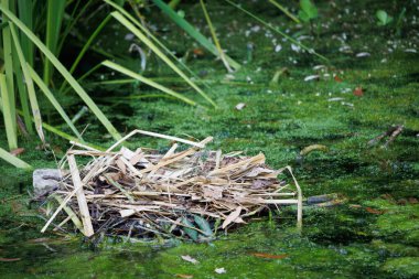 Abandoned bird nest on surface of garden pond