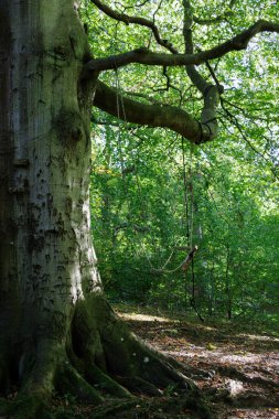 Ev yapımı ip merdiven ve salıncak yeşil ormandaki kayın ağacı dalında asılı.