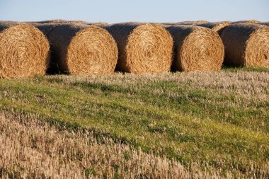 Hasattan sonra İskoç tarım alanında saman balyaları.