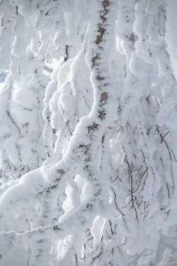 Ocak ayında huş ağacının dalına buz ve kar yağacak.