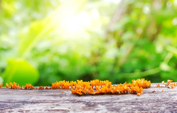 Planta de primavera fresca con bokeh verde y luz solar y suelo de madera . —  Fotos de Stock