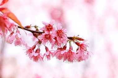 Taze yabani Himalaya kiraz bulanıklık ve yumuşak odak