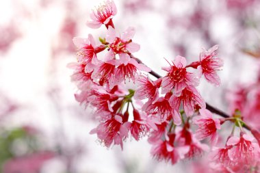 Yabani Himalaya kiraz (Prunus cerasoides) (Sakura Tayland