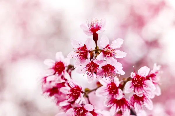 Wild Himalayan Cherry ( Prunus cerasoides ) ( Sakura in Thailand — Stock Photo, Image