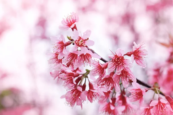 Yabani Himalaya kiraz (Prunus cerasoides) (Sakura Tayland