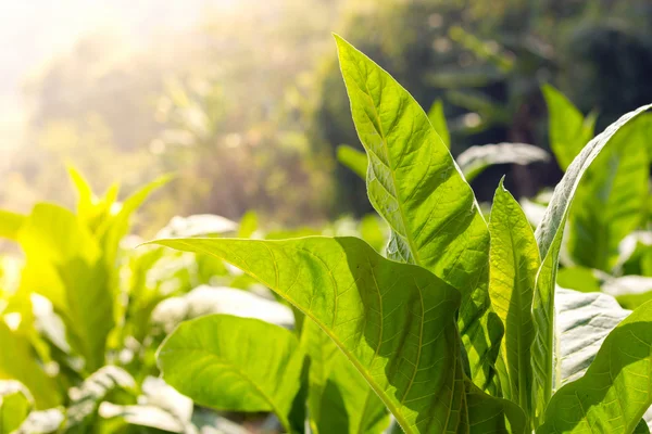Табак зеленого листа Закрыть и размыть табачное поле backgrou — стоковое фото