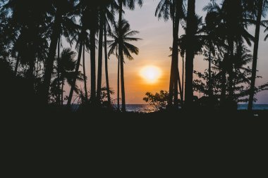 Gün batımında Palm siluetleri