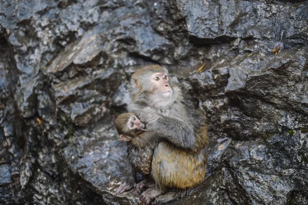 Monkey met kind op de steen — Stockfoto