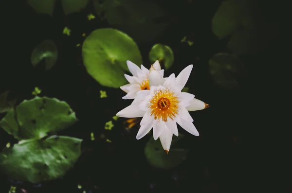 Bílá thajské lotosové květy — Stock fotografie