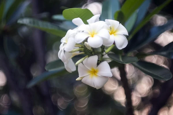 Kwiatów Frangipani (plumeria) — Zdjęcie stockowe