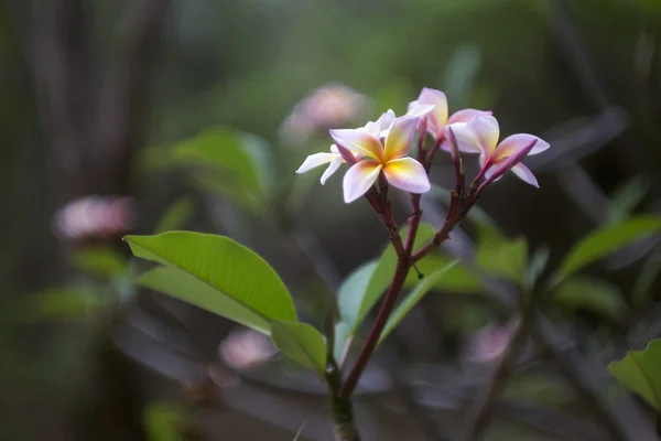 Frangipani (plumeria) fiori — Foto Stock