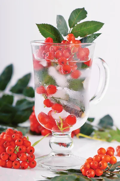 Glass of water with rowanberries — Stock Photo, Image