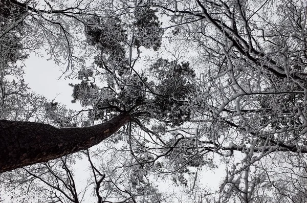 जंगलात झाडे लँडस्केप — स्टॉक फोटो, इमेज