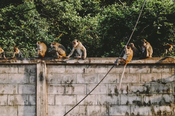 Singes sur mur de pierre — Photo