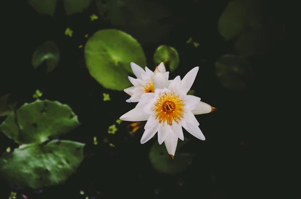 Flores de loto tailandés blanco Imágenes De Stock Sin Royalties Gratis