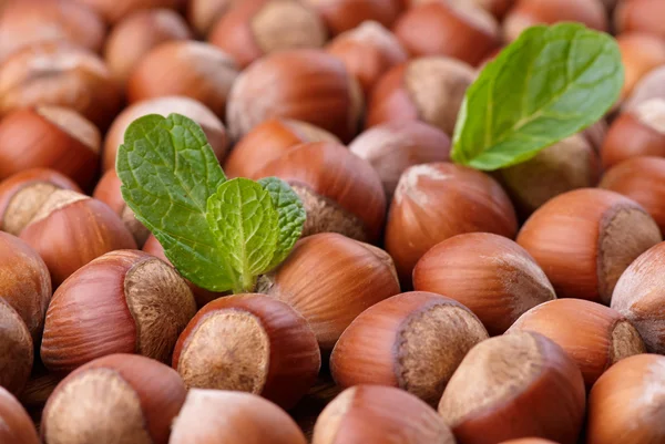 Sušený haldy lískových ořechů — Stock fotografie