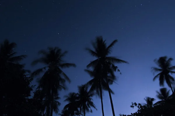 Силуэты пальм ночью Стоковое Изображение