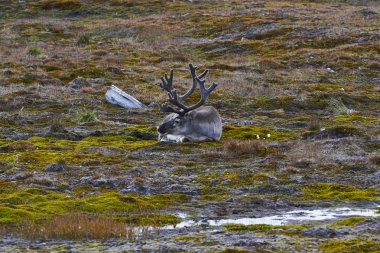 Kutup geyik, Barentsburg, Spitsbergen