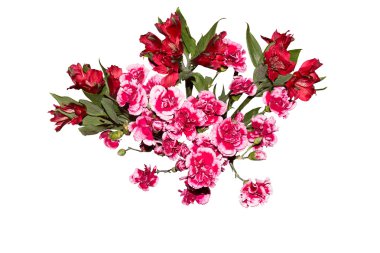 Pembe karanfil ve Iris çiçekler üzerinde beyaz izole