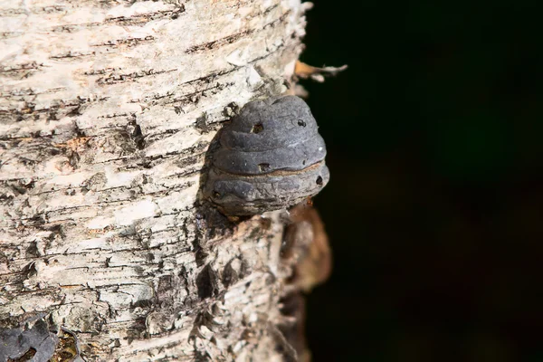 Champignon chaga sur bouleau en forêt mixte. — Photo