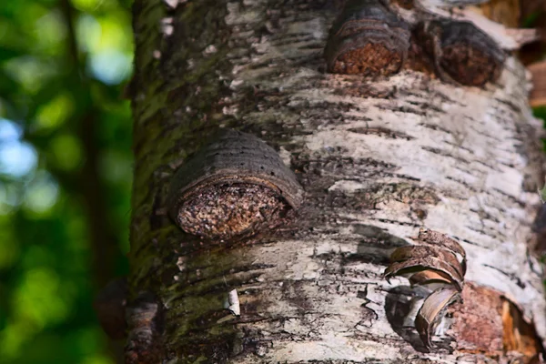 Champignon chaga sur bouleau en forêt mixte. — Photo