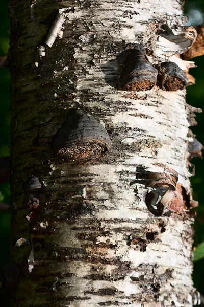 Champignon chaga sur bouleau en forêt mixte. — Photo