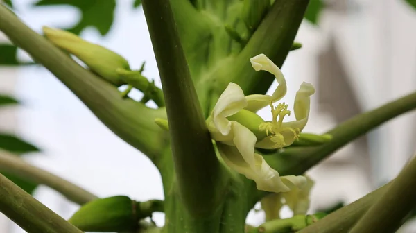 Flores Papaya Florecen Árbol Cerrar Enfoque Seleccionar Objetos — Foto de Stock