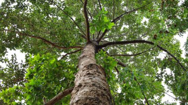 Dalları ve yeşil yaprakları olan bir sandık. Reçine ağacı (Dipterocarpus alatus.) Arka plan çalışmaları için 40-50 metre yüksekliğinde tropikal bir bitkidir. Alttaki görüntüde. Seçici odak