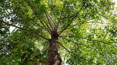 Yeşil dalları ve yaprakları olan bir sandık. Anthocephalus chinensis Rich (Anthocephalus chinensis Rich) Arkaplan çalışması için doğal yeşil yapraklı arka planda. Seçici odak