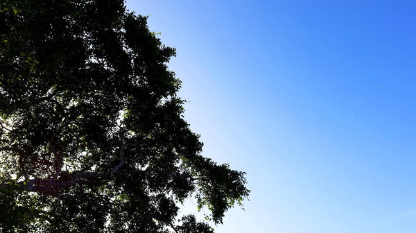 Dark green branches and leaves with bright sky. Natural beauty for background with copy space. Selective focus