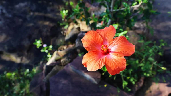 Pomarańczowe Kwiaty Hibiskusa Pięknie Kwitnące Chińska Róża Hibiscus Rosa Sinensis — Zdjęcie stockowe