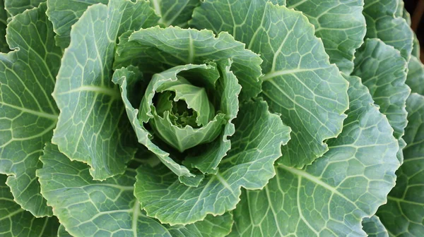 Top view of green head cabbage vegetables. Ornamental plants or organic food plants, fresh green leaves. Select the content and close the focus.