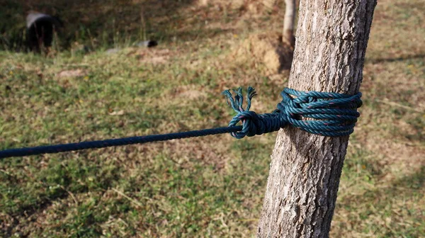 Knot the green rope on the tree. The green plastic rope hitches the trees with the ground and green grass as a blurred background with a copy area. Selective focus