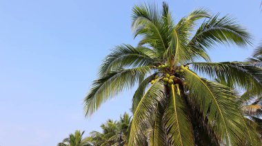 Güzel hindistan cevizi ağaçları. Yeşil yapraklı bir grup hindistan cevizi ağacı mavi gökyüzü arka planında bir kopya alanı ile dizilmiş. İçeriği seç ve odaklan