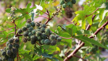 Yeşil hintyağı bitkisi. Bir grup yeşil hintyağı (Ricinus Communis L), yeşil yapraklı arka planda bir fotokopi alanı ile endüstriyel yağ olarak çıkarılan eski bir ekonomik ürün. İçeriği seç ve odaklan