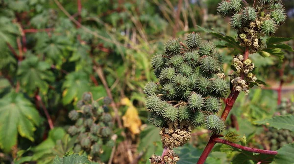 Grön Ricinolja Bunch Grön Ricinfrukt Ricinus Communis Före Detta Ekonomisk — Stockfoto