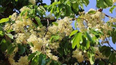 Beyaz meranti çiçekleri beyaz çiçek açar. Shorea (Shorea roxburghii G. Don) Yeşil dallar ve yapraklar üzerindeki güzel çalı çiçekleri. Tayland ve Asya 'ya özgü Mavi bir arka planda Seçici bir odak