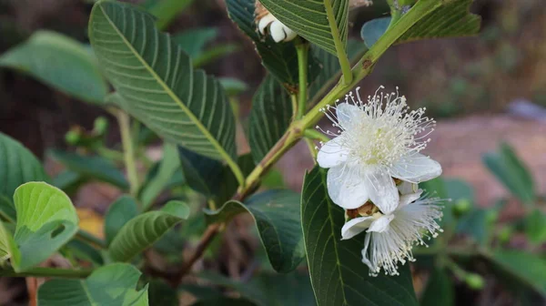 Dallarda beyaz guava çiçekleri. Dalları ve yeşil guava yapraklarıyla dolu iki çiçek bir kopya alanı olan bir arsada çiçek açıyor. Dikkatlice odaklan ve konuyu seç..